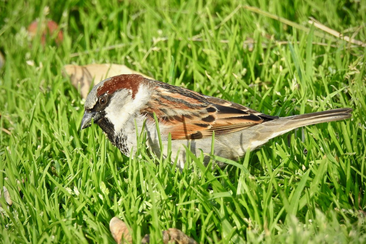 House Sparrow - Michael Daley