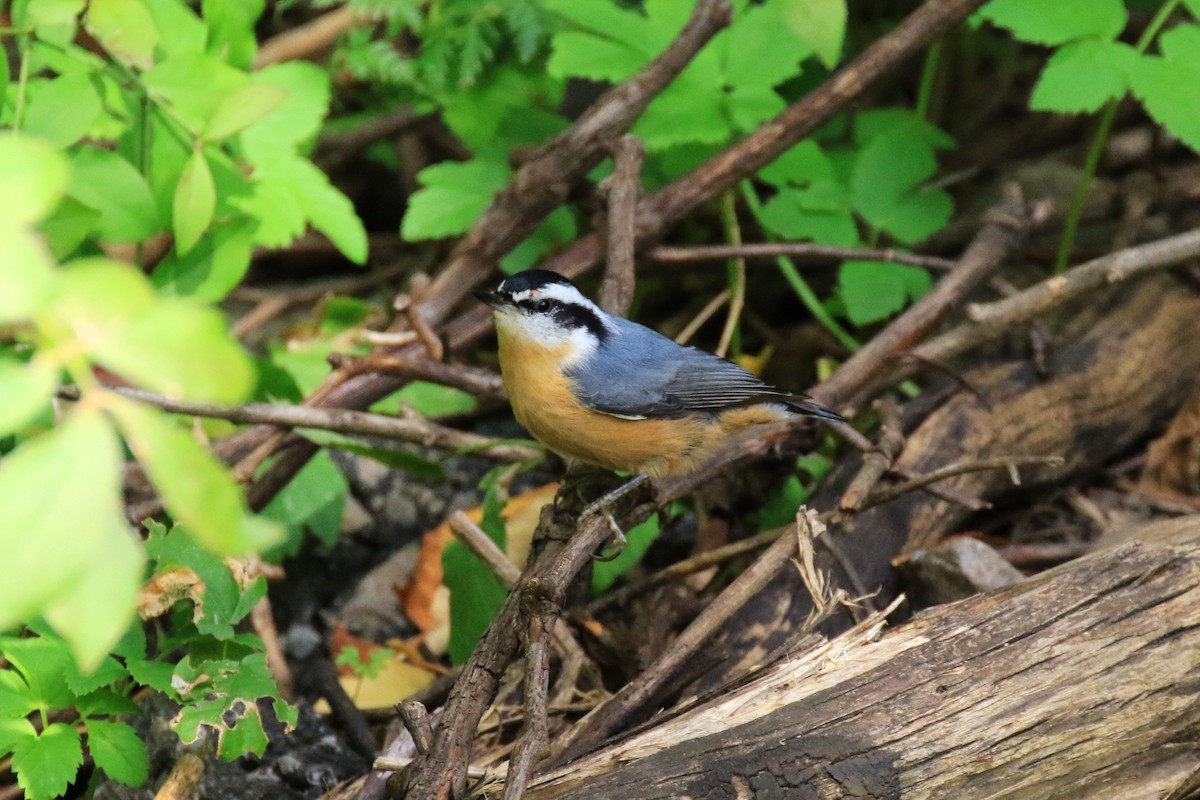 Red-breasted Nuthatch - ML116605071