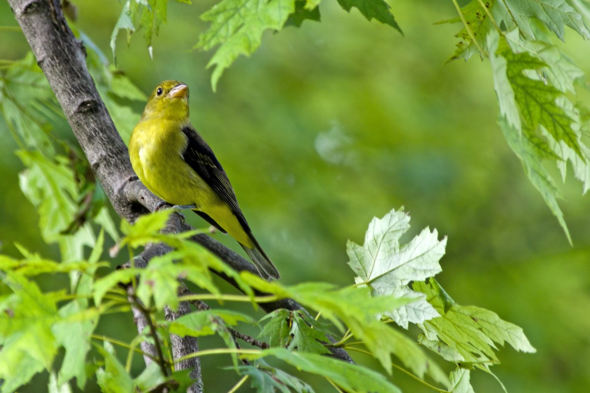 Scarlet Tanager - Rob Dickerson