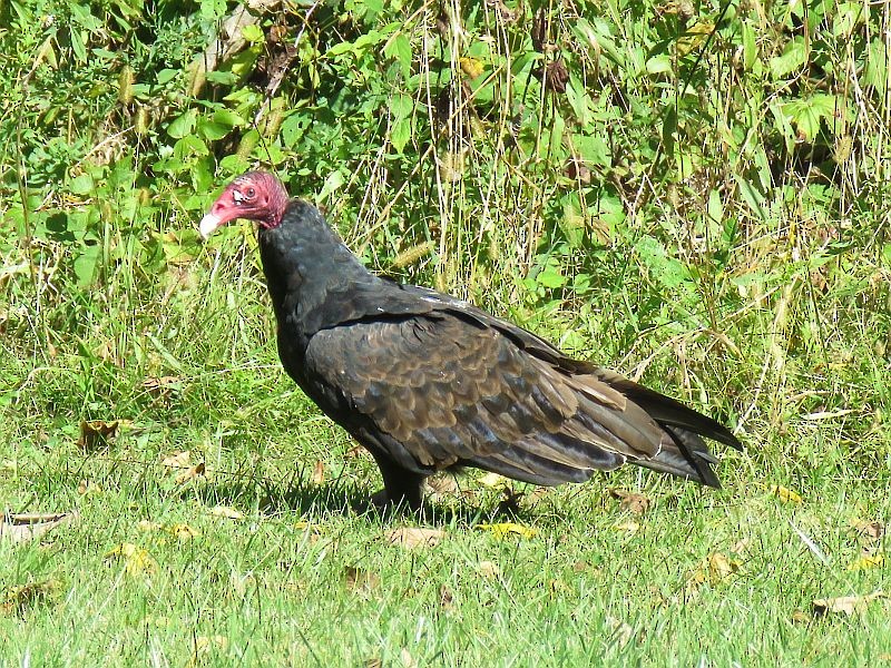 Turkey Vulture - ML116606911