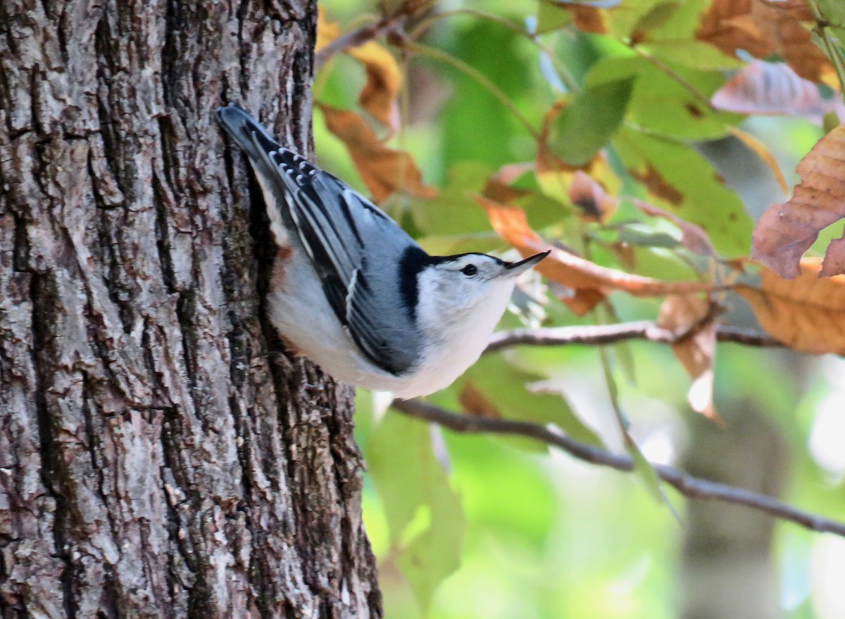 White-breasted Nuthatch - ML116610111