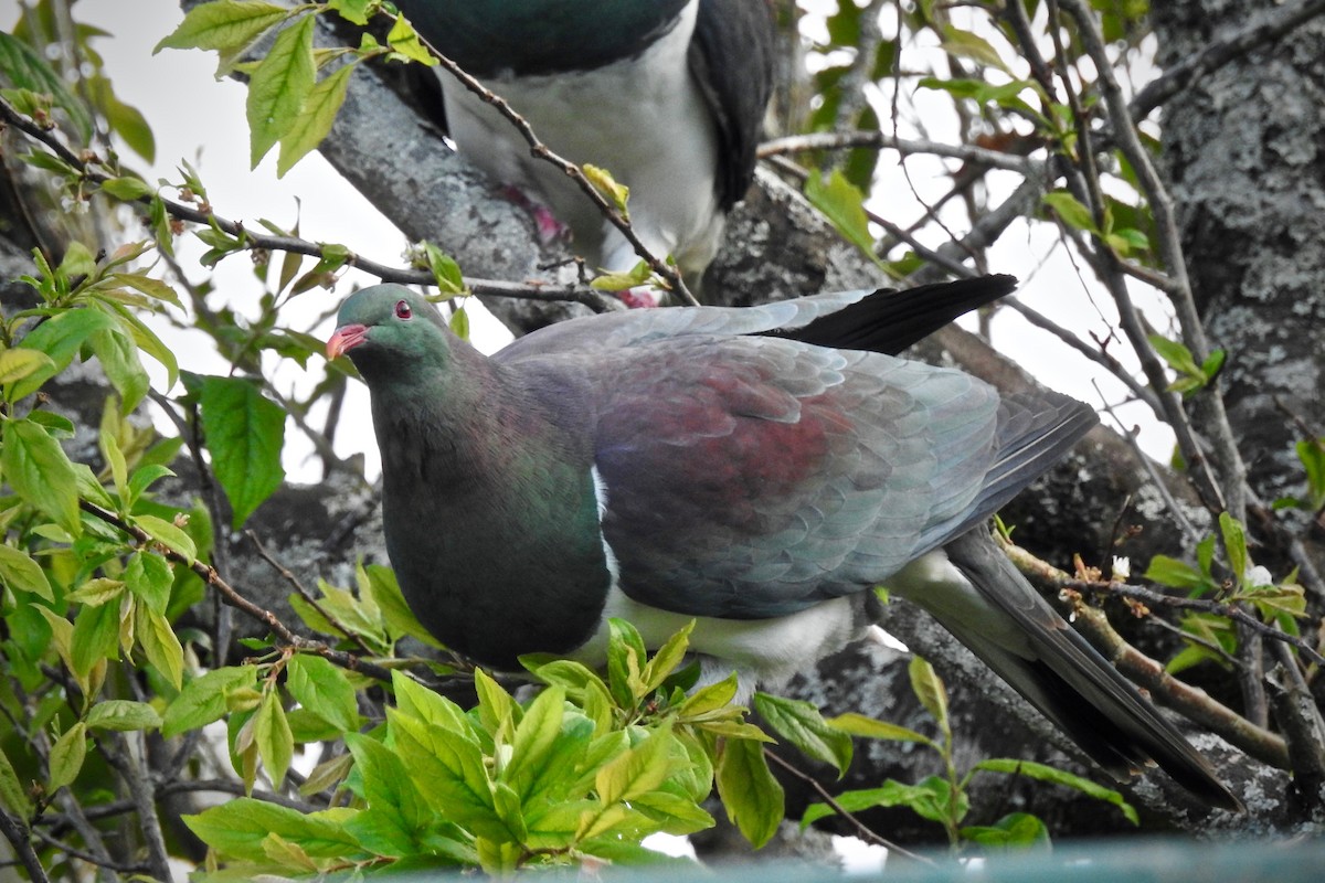 New Zealand Pigeon - ML116610281