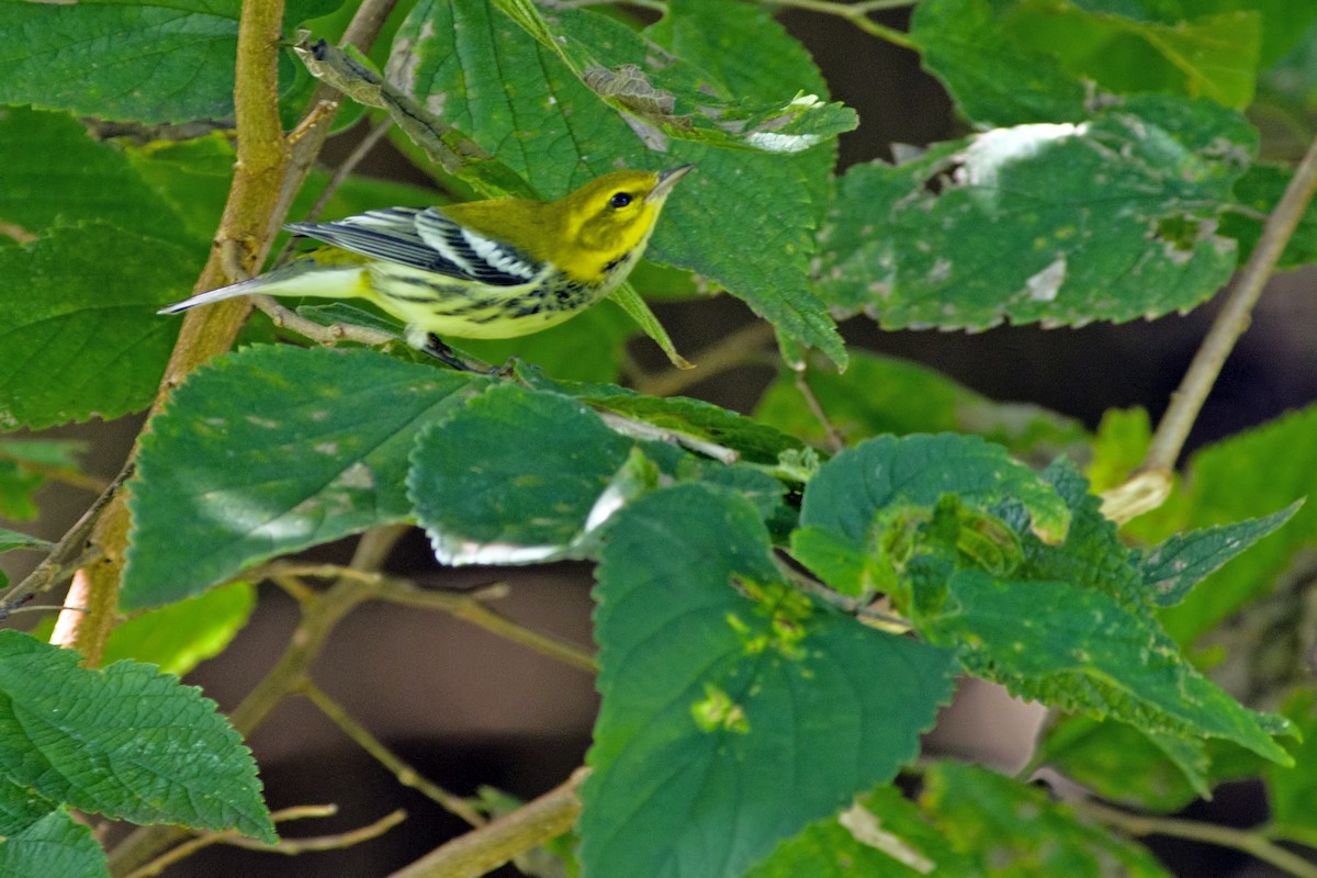 Black-throated Green Warbler - Rob Dickerson