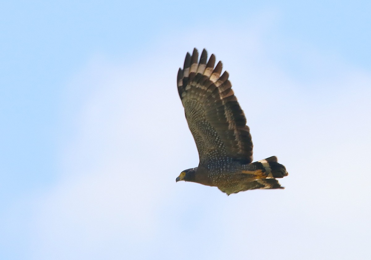 Crested Serpent-Eagle - Tim Avery