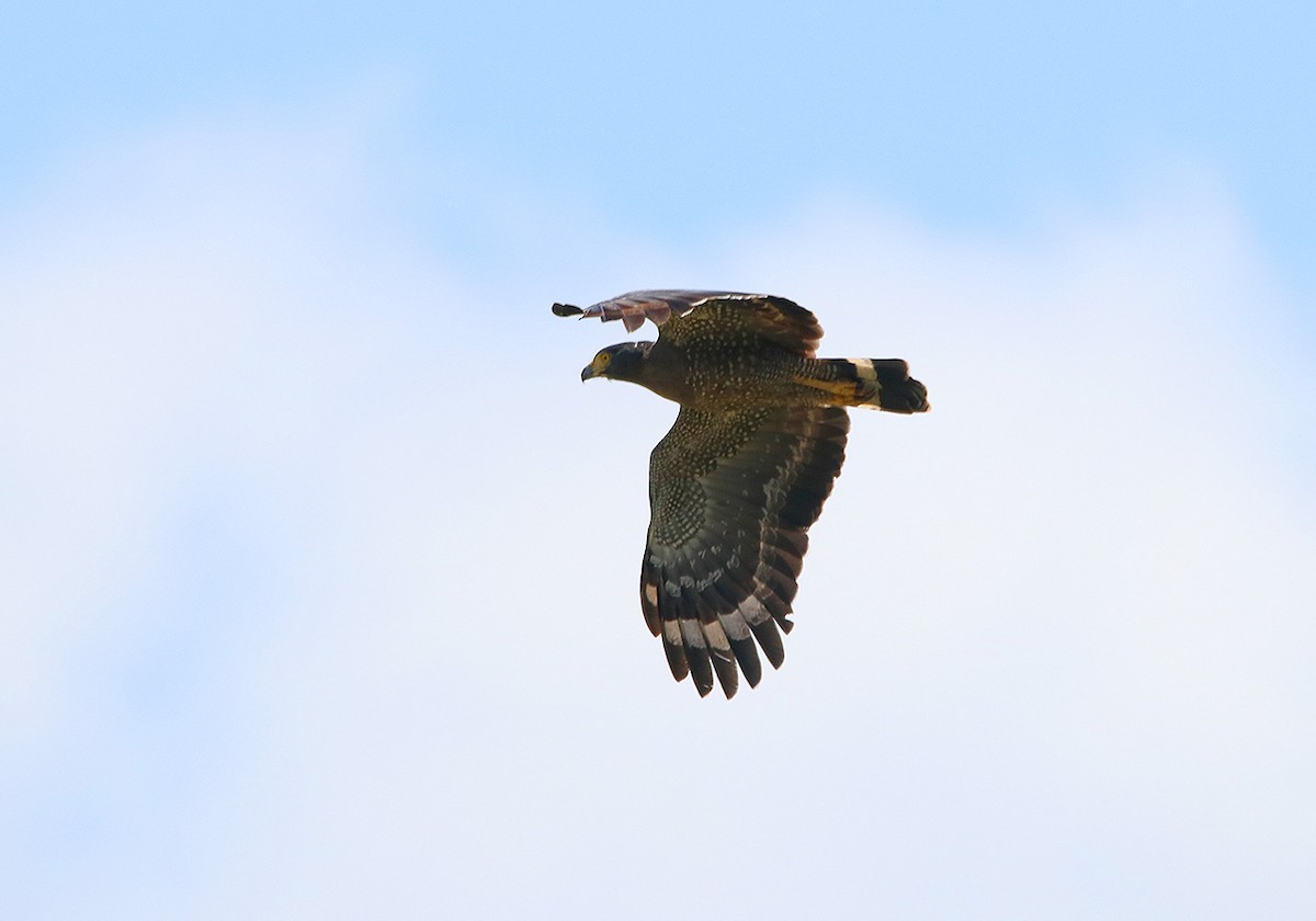 Crested Serpent-Eagle - ML116617191