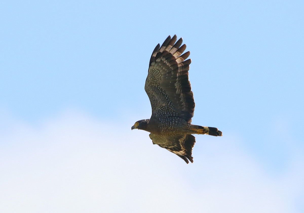 Crested Serpent-Eagle - ML116617201