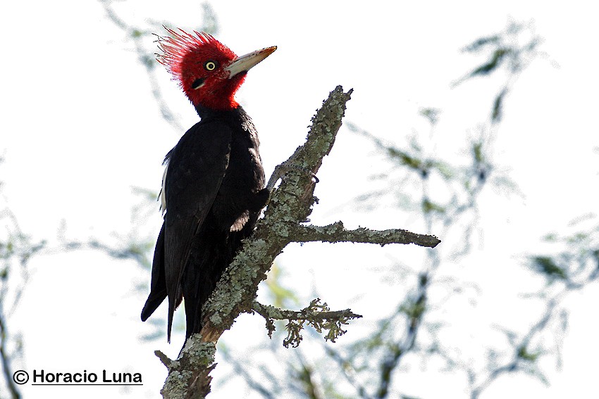 Cream-backed Woodpecker - Horacio Luna