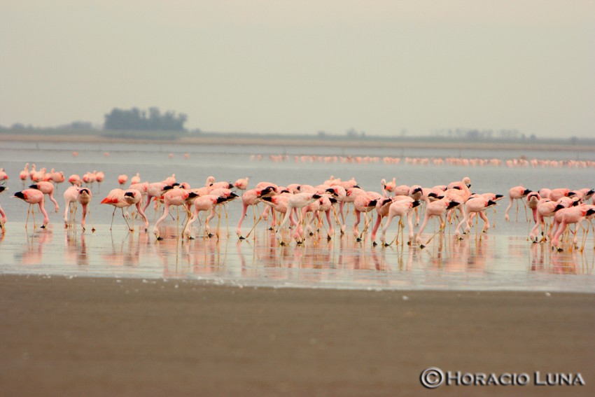 And Flamingosu - ML116624281