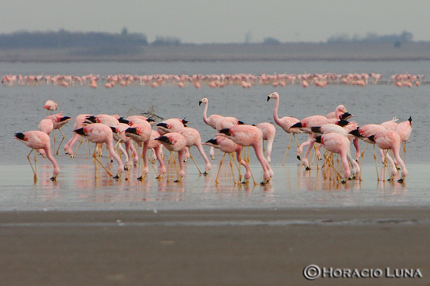 Andean Flamingo - Horacio Luna