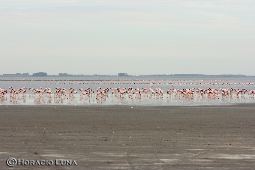 Andean Flamingo - ML116624331