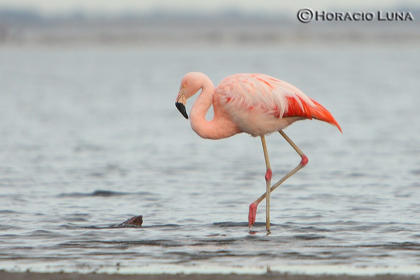 Chilean Flamingo - Horacio Luna