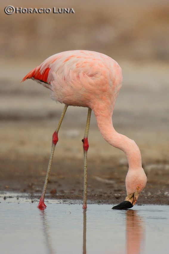 Chilean Flamingo - ML116625271
