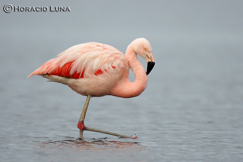 Chilean Flamingo - Horacio Luna