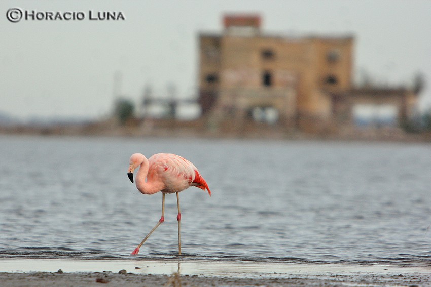 Şili Flamingosu - ML116625291