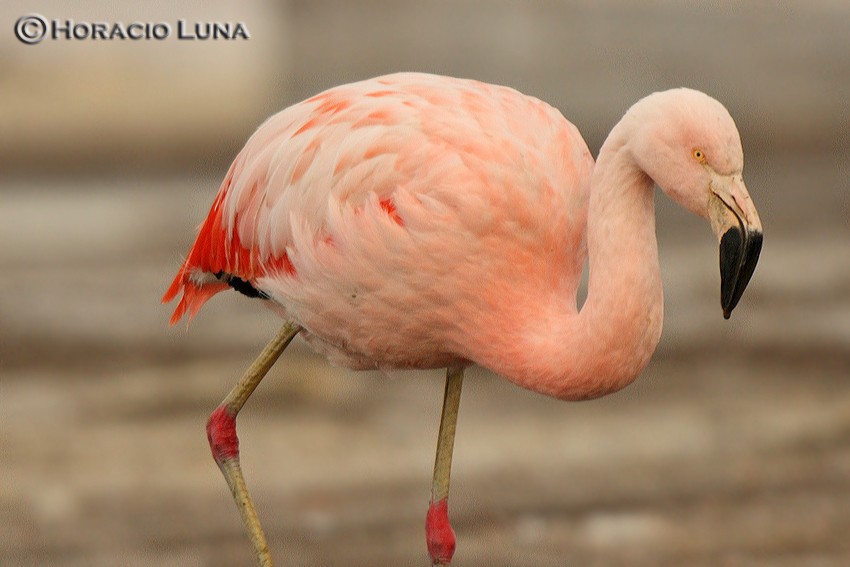 Chilean Flamingo - ML116625301