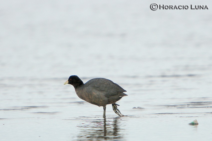 White-winged Coot - ML116625401
