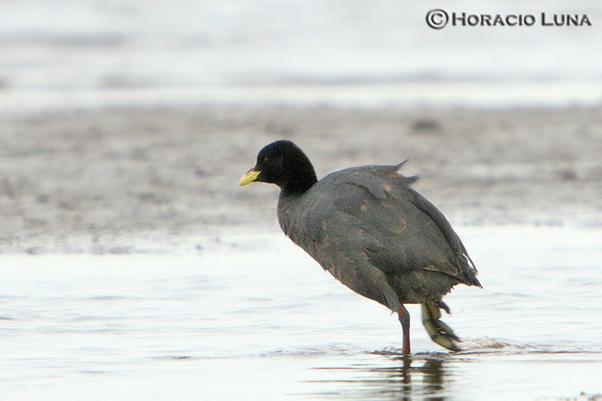 Red-gartered Coot - ML116625471