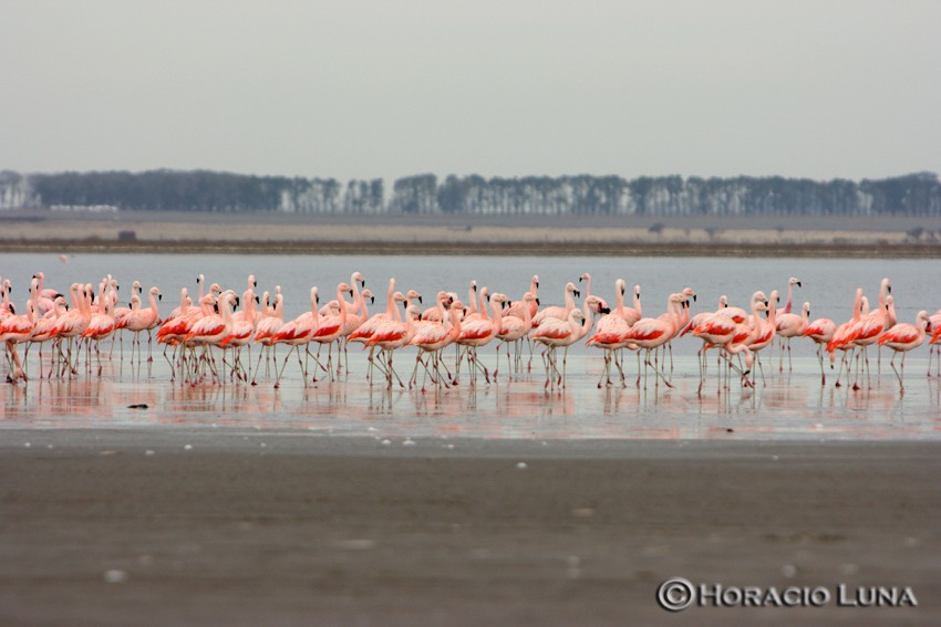 Şili Flamingosu - ML116625611