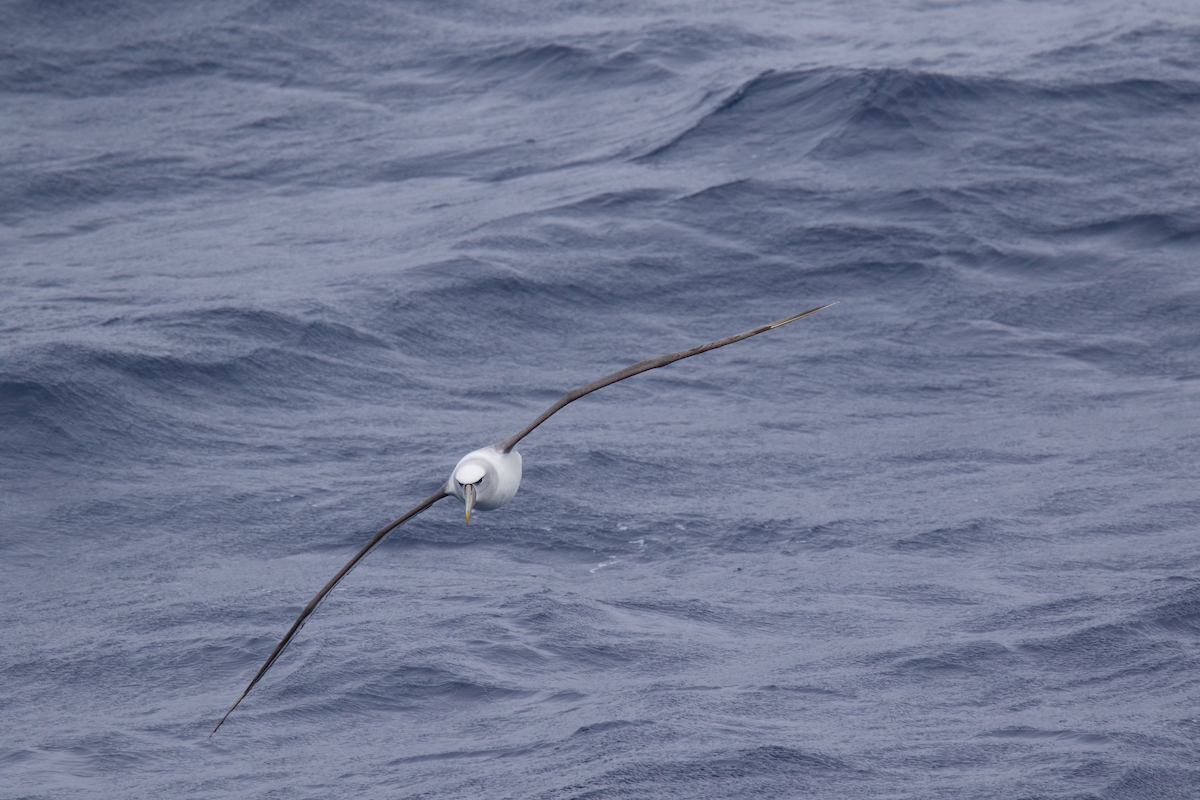 White-capped Albatross (steadi) - Robert Tizard