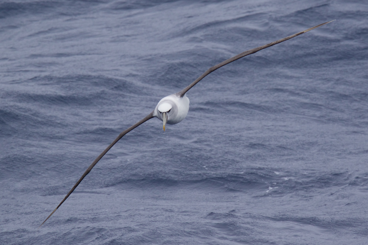 White-capped Albatross (steadi) - ML116628421
