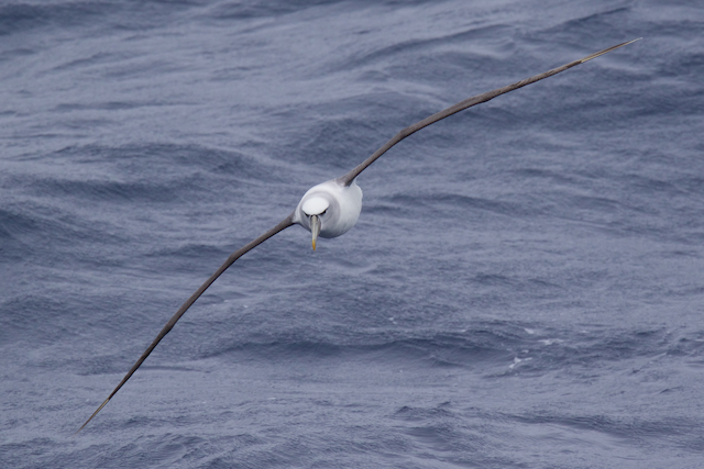 White-capped Albatross (steadi)