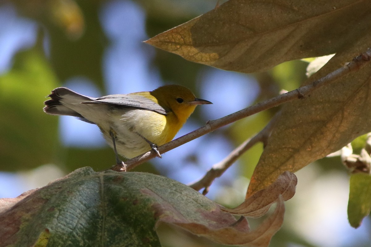 Prothonotary Warbler - Robert McNab