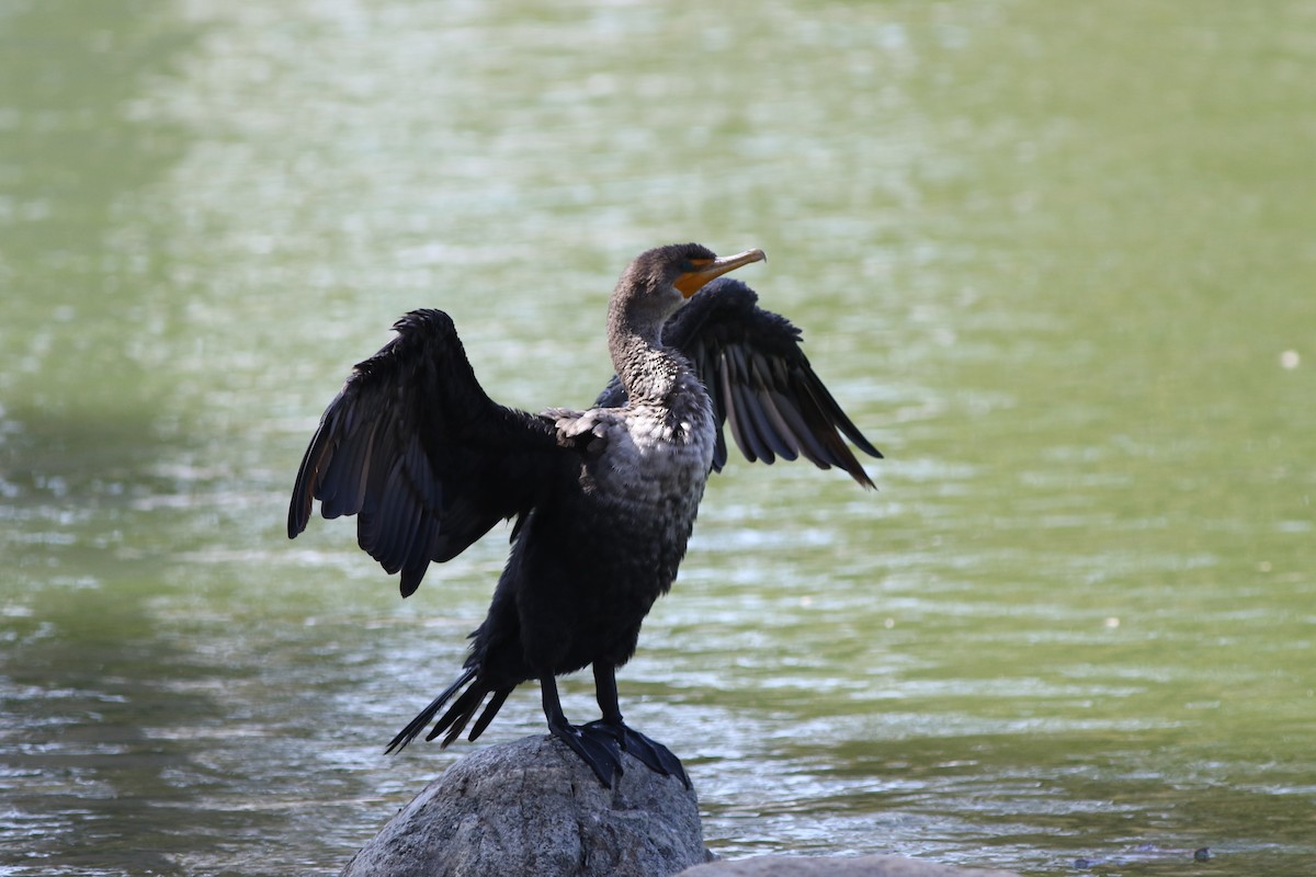 Double-crested Cormorant - Robert McNab