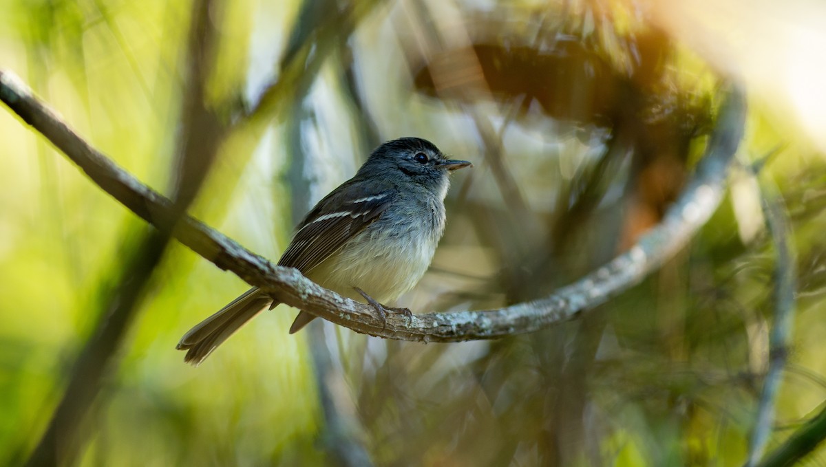 Gray-breasted Flycatcher - ML116632641