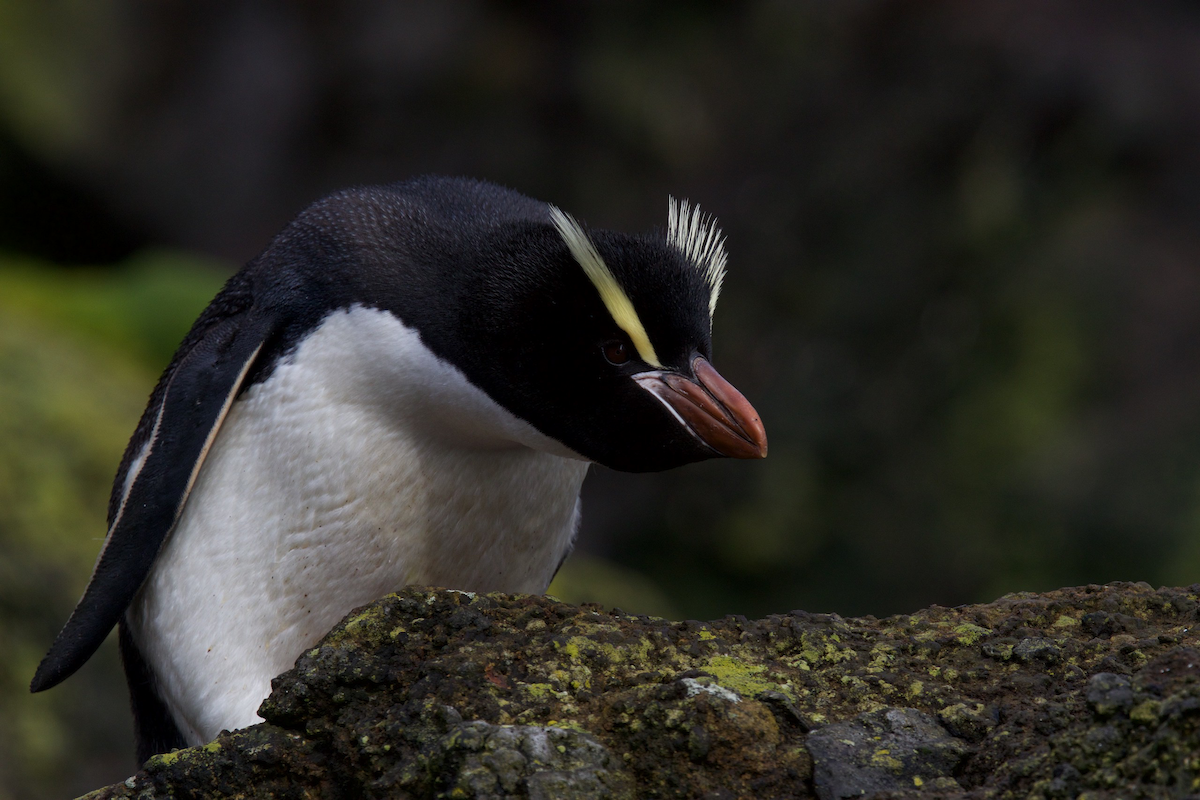 Erect-crested Penguin - Robert Tizard