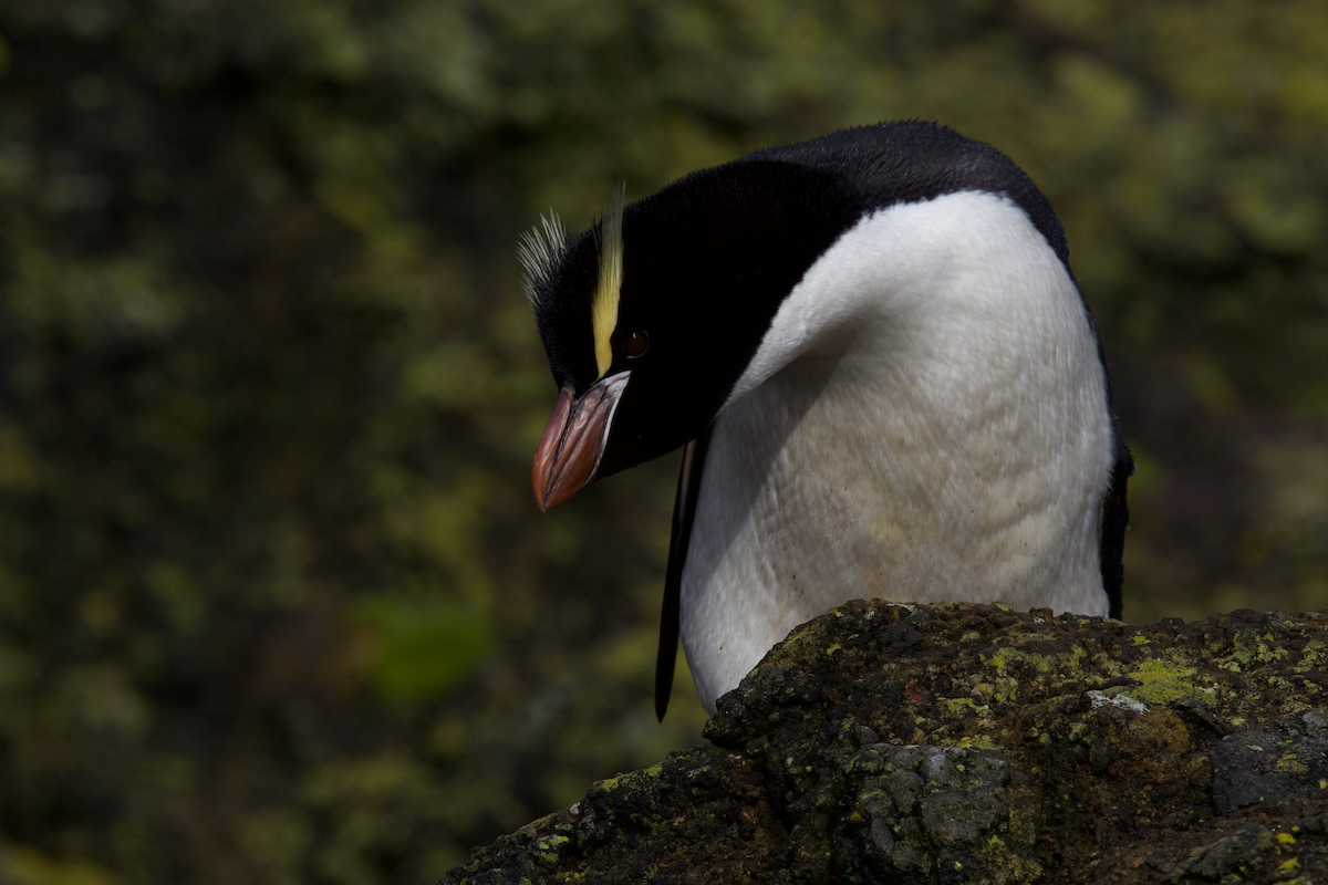 Erect-crested Penguin - Robert Tizard