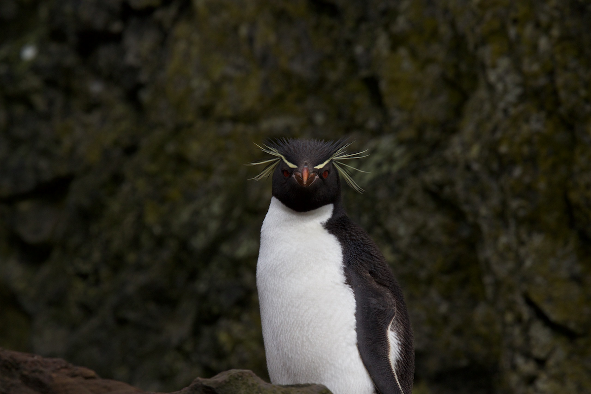 Southern Rockhopper Penguin - Robert Tizard