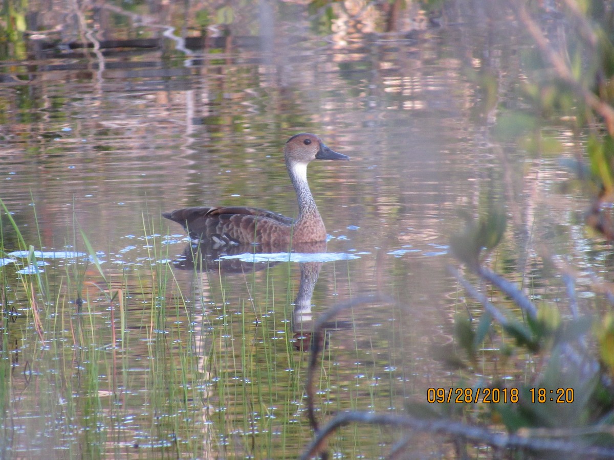 West Indian Whistling-Duck - ML116633321