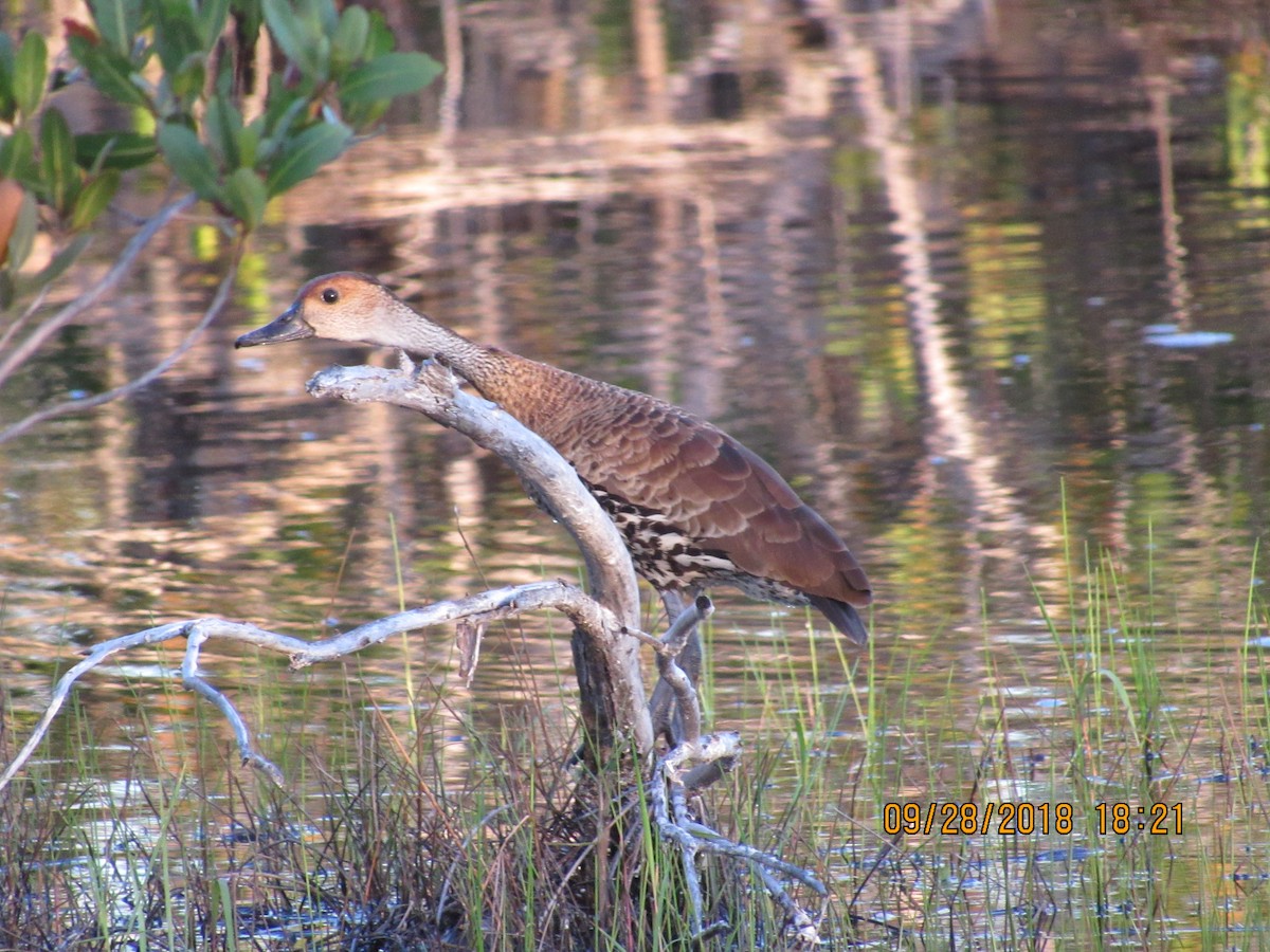 West Indian Whistling-Duck - ML116633331