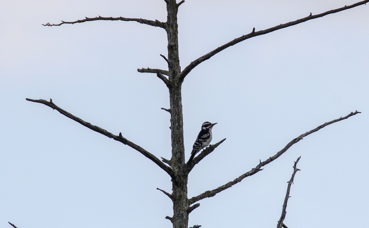 Hairy Woodpecker (Eastern) - MELISSA  SOVAY