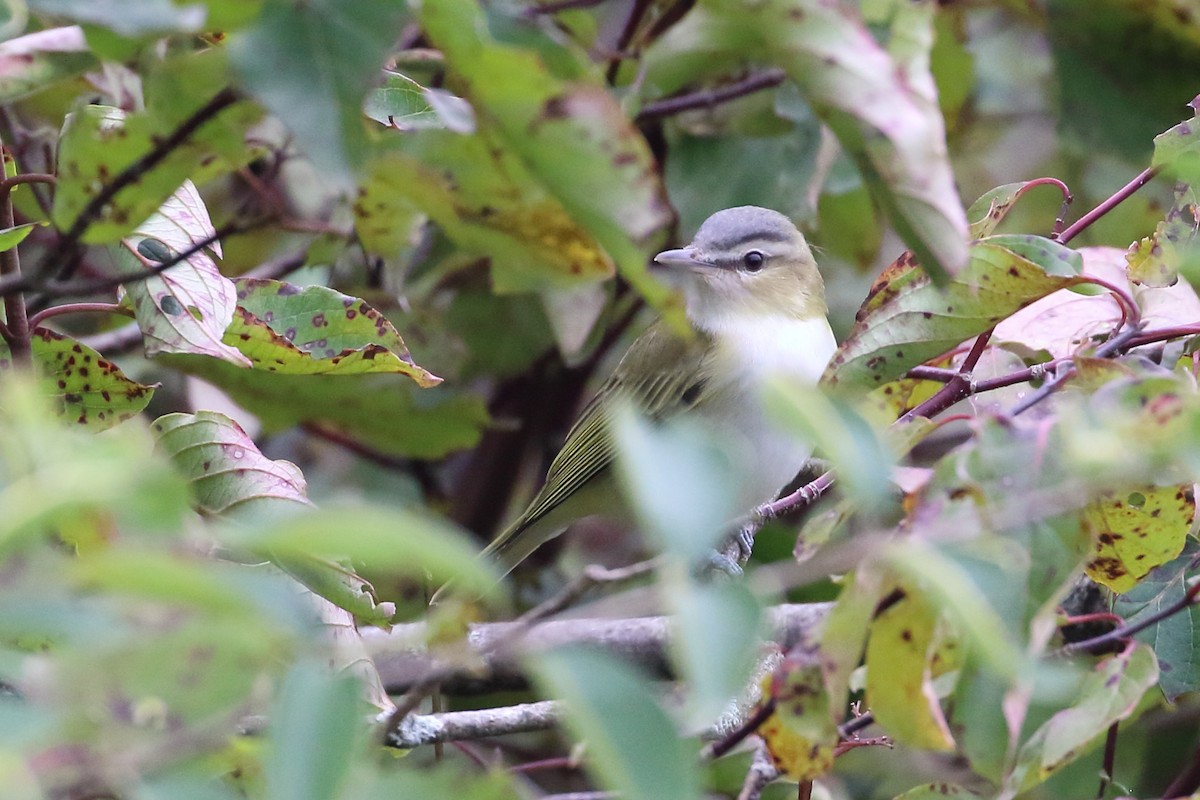 Red-eyed Vireo - Seth Beaudreault