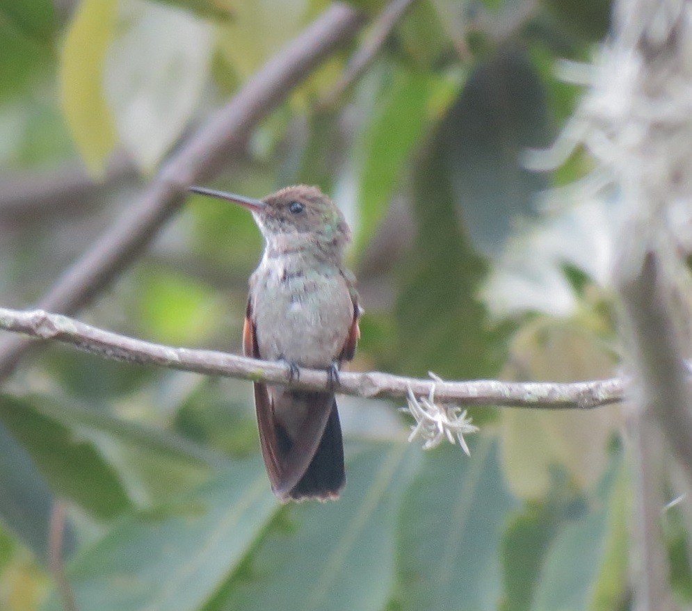 Blue-tailed Hummingbird - Maryury  Gomez