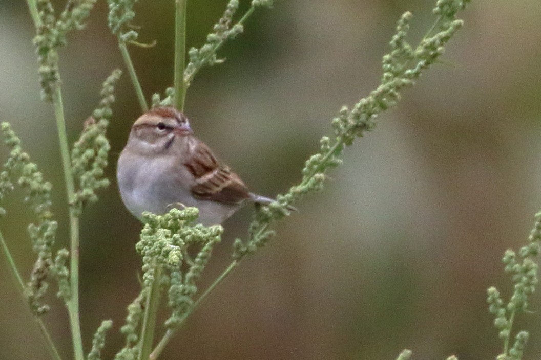 Chipping Sparrow - ML116641011