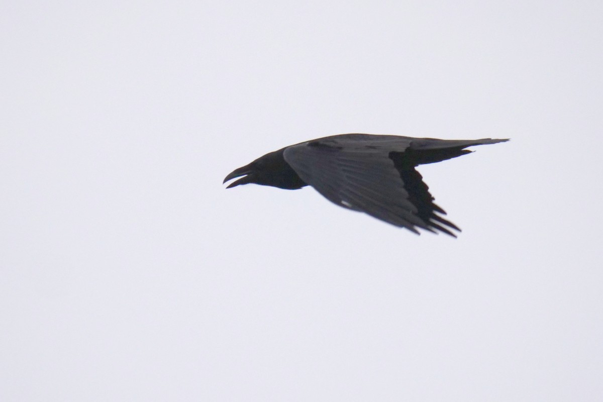Common Raven - Russ Smiley