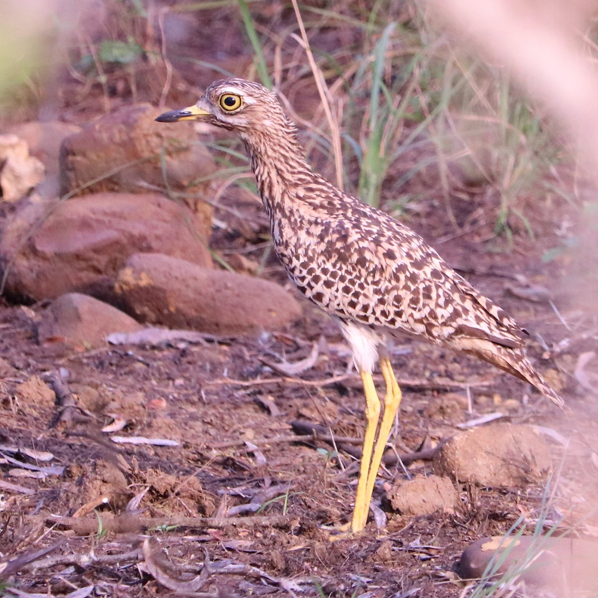 Spotted Thick-knee - Susan Drown