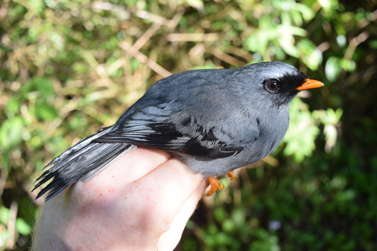 Black-faced Solitaire - ML116645721