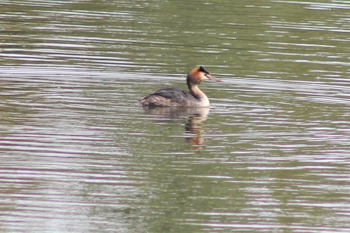 Great Crested Grebe - ML116647761
