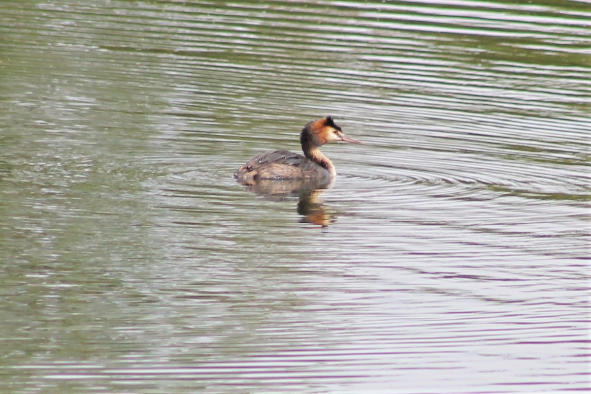Great Crested Grebe - ML116647771