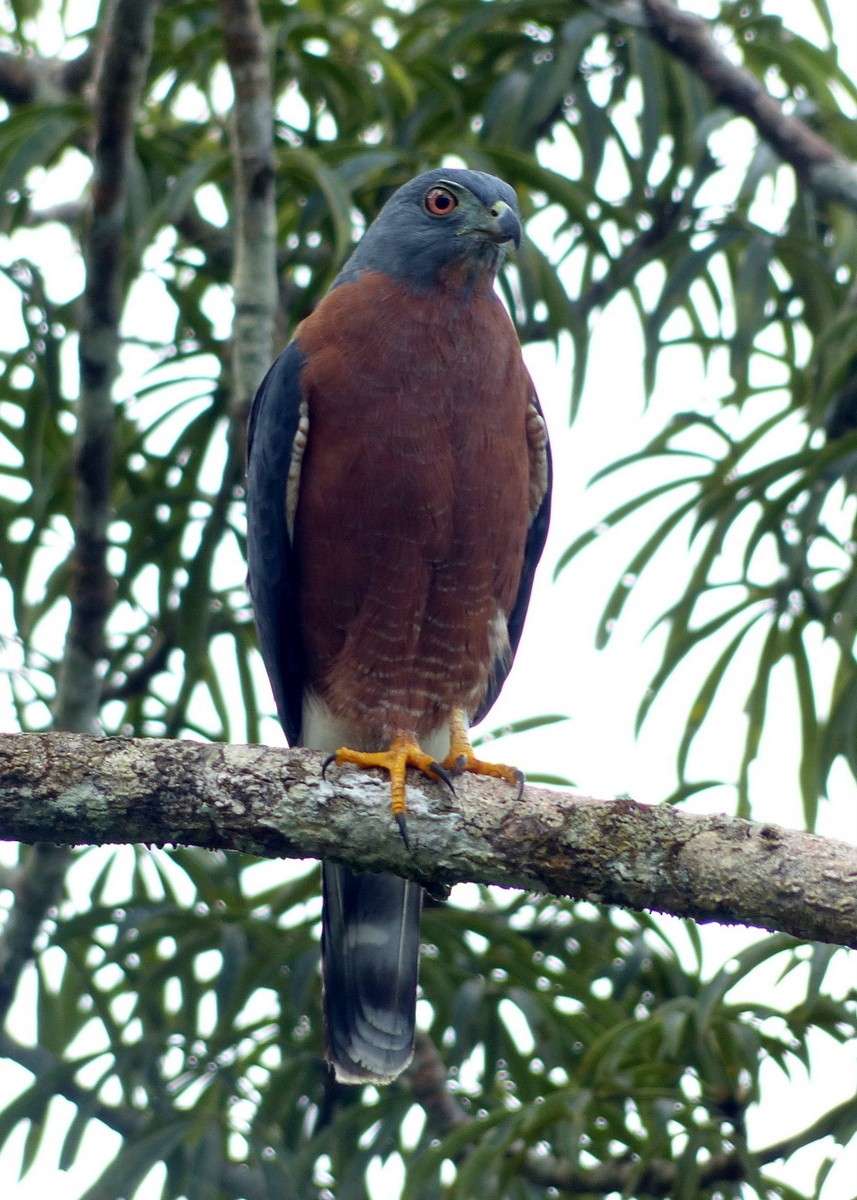 Double-toothed Kite - Andy Frank