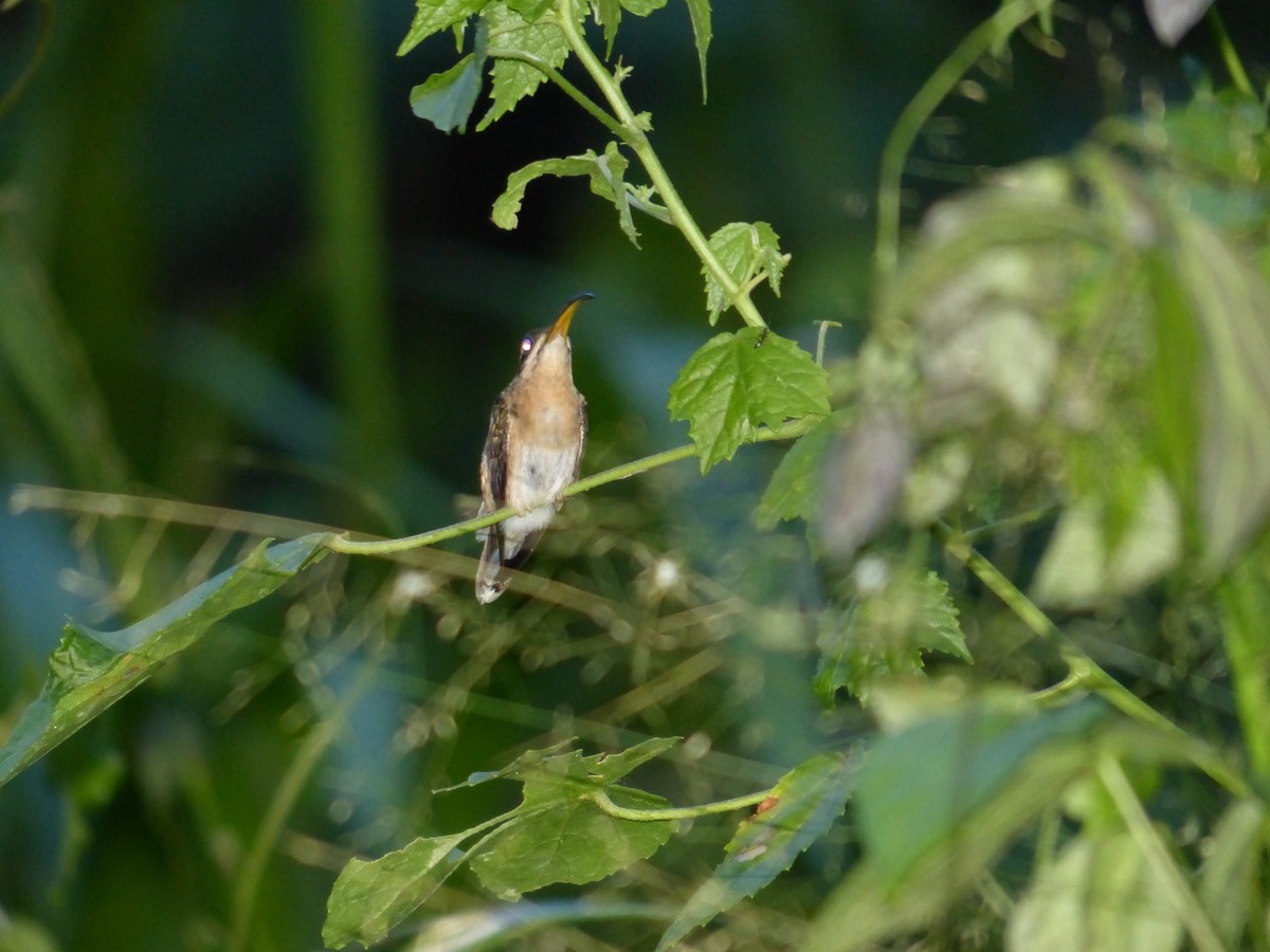 Rufous-breasted Hermit - ML116648671