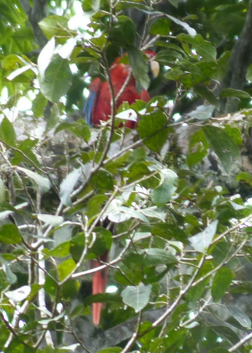 Scarlet Macaw - ML116653291