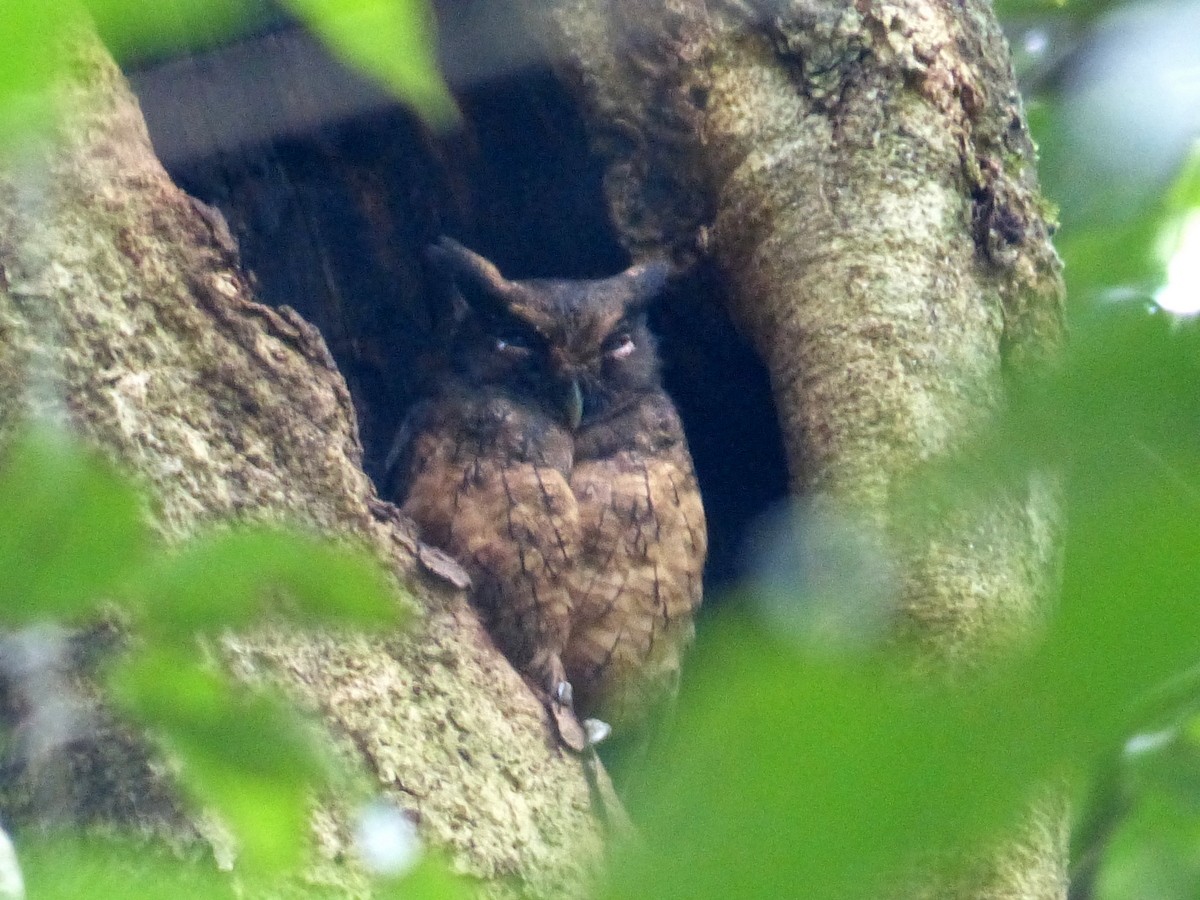 Tawny-bellied Screech-Owl - ML116653371