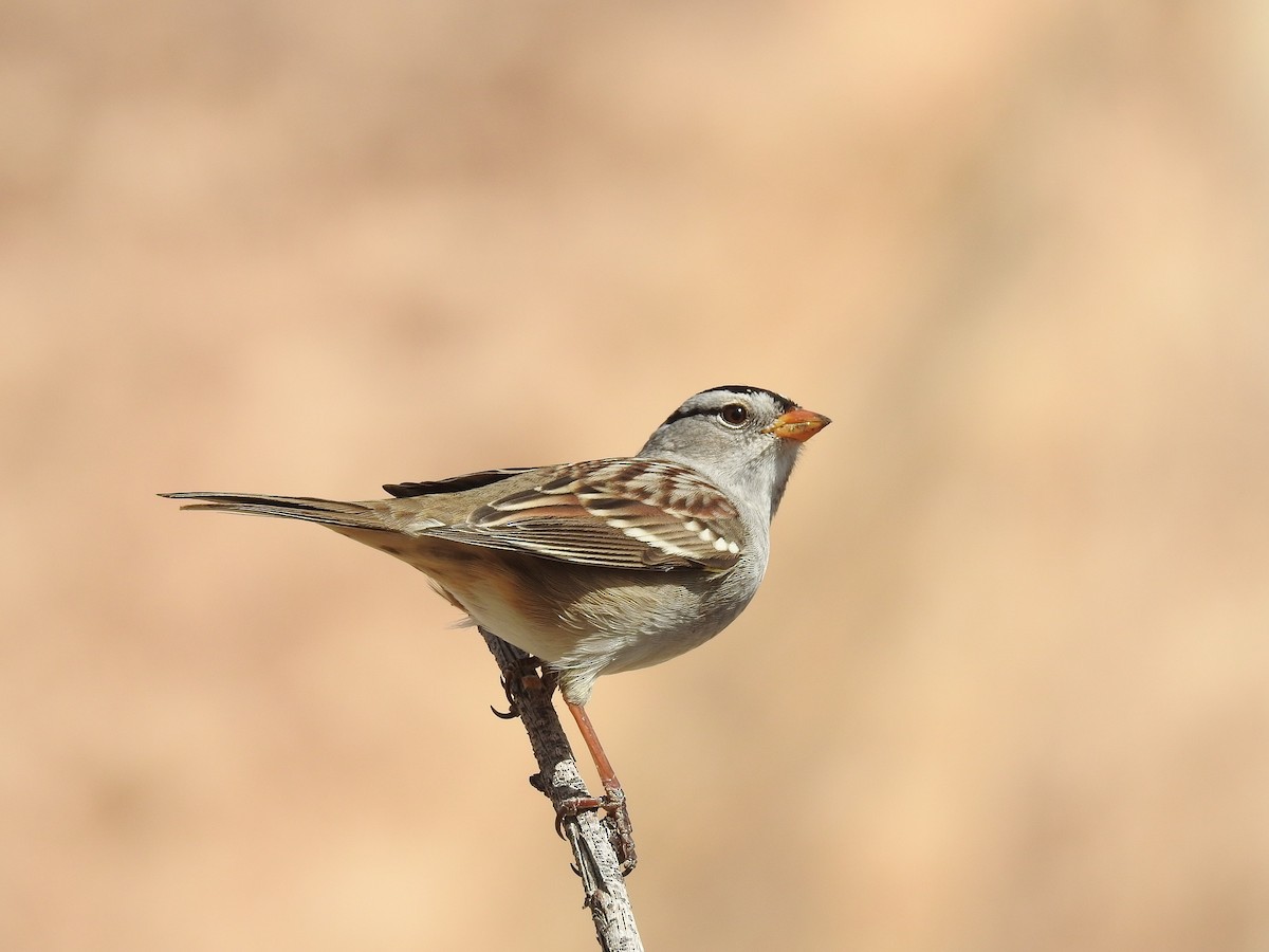 White-crowned Sparrow - Chao Jimmy Wu