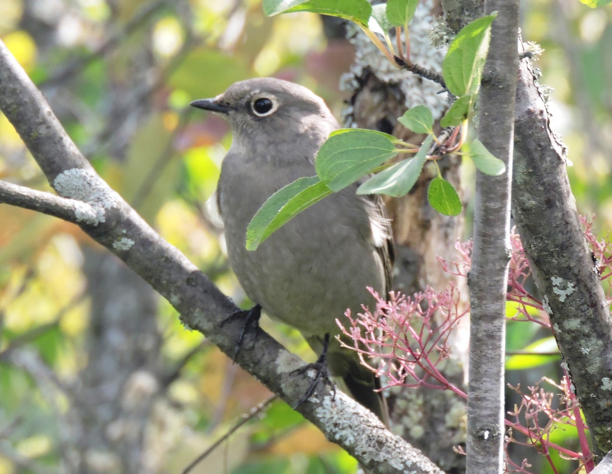 Townsend's Solitaire - Missy Bowen