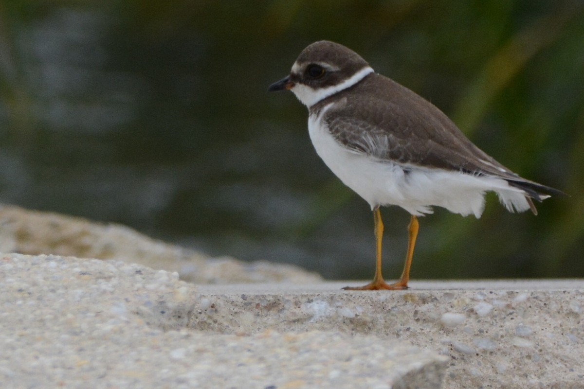 Semipalmated Plover - ML116657611