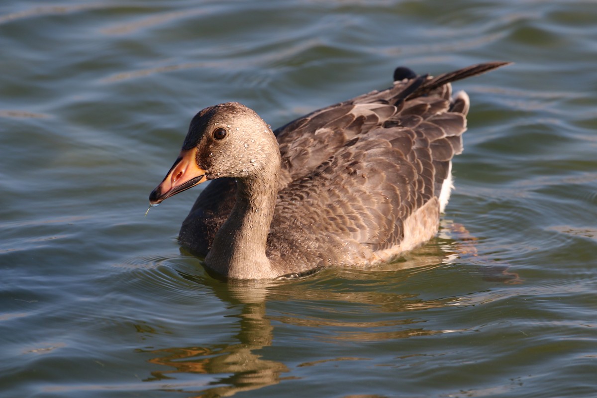 Greater White-fronted Goose - ML116658181